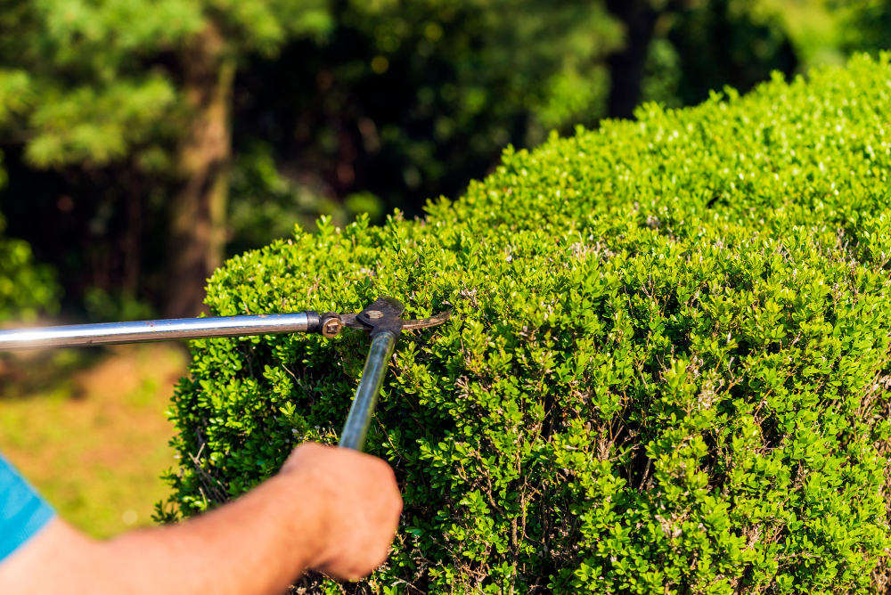 bien tailler les haies pour un jardin bien entretenu